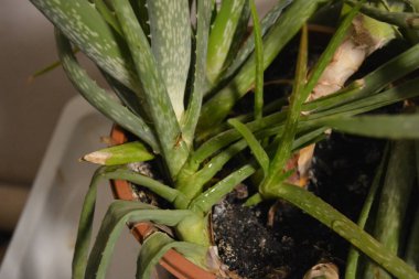 Büyük, eski bir çalı, kalın, yeşil, uzun filizler ve beyaz aloe vera lekeleri. Bu büyük ev bitkisi büyük kahverengi bir plastik tencerede yetişiyor..