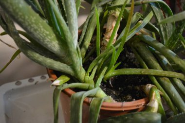 Büyük, eski bir çalı, kalın, yeşil, uzun filizler ve beyaz aloe vera lekeleri. Bu büyük ev bitkisi büyük kahverengi bir plastik tencerede yetişiyor..