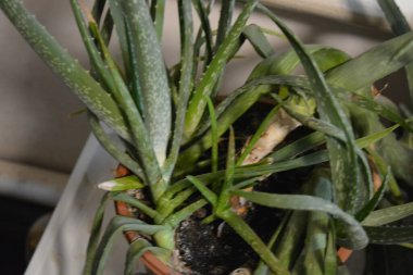 Büyük, eski bir çalı, kalın, yeşil, uzun filizler ve beyaz aloe vera lekeleri. Bu büyük ev bitkisi büyük kahverengi bir plastik tencerede yetişiyor..