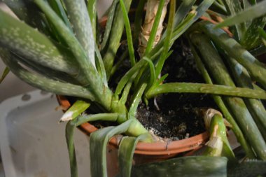 Büyük, eski bir çalı, kalın, yeşil, uzun filizler ve beyaz aloe vera lekeleri. Bu büyük ev bitkisi büyük kahverengi bir plastik tencerede yetişiyor..