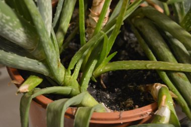 Büyük, eski bir çalı, kalın, yeşil, uzun filizler ve beyaz aloe vera lekeleri. Bu büyük ev bitkisi büyük kahverengi bir plastik tencerede yetişiyor..