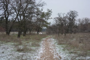 Aralığın ortasında ince bir kar tabakası, eski yeşil çamlar ve koyu kahverengi yapraksız ağaçlarla kaplı küçük bir kış ormanının güzel ve narin doğası. İnce, geniş kumlu yollar, donmuş yeşil çimenler, ağaçların altındaki beyaz kar üzerinde uzanan çam kozalakları..