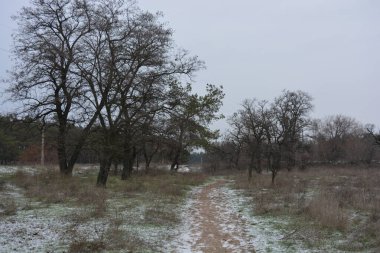 Aralığın ortasında ince bir kar tabakası, eski yeşil çamlar ve koyu kahverengi yapraksız ağaçlarla kaplı küçük bir kış ormanının güzel ve narin doğası. İnce, geniş kumlu yollar, donmuş yeşil çimenler, ağaçların altındaki beyaz kar üzerinde uzanan çam kozalakları..