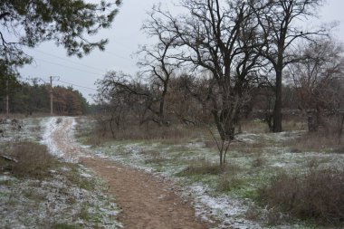 Aralığın ortasında ince bir kar tabakası, eski yeşil çamlar ve koyu kahverengi yapraksız ağaçlarla kaplı küçük bir kış ormanının güzel ve narin doğası. İnce, geniş kumlu yollar, donmuş yeşil çimenler, ağaçların altındaki beyaz kar üzerinde uzanan çam kozalakları..
