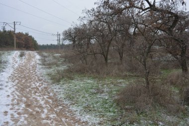 Aralığın ortasında ince bir kar tabakası, eski yeşil çamlar ve koyu kahverengi yapraksız ağaçlarla kaplı küçük bir kış ormanının güzel ve narin doğası. İnce, geniş kumlu yollar, donmuş yeşil çimenler, ağaçların altındaki beyaz kar üzerinde uzanan çam kozalakları..