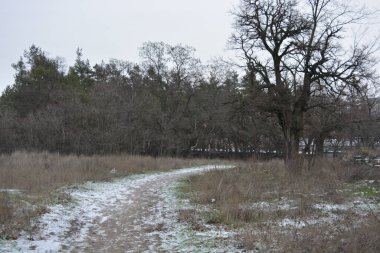 Aralığın ortasında ince bir kar tabakası, eski yeşil çamlar ve koyu kahverengi yapraksız ağaçlarla kaplı küçük bir kış ormanının güzel ve narin doğası. İnce, geniş kumlu yollar, donmuş yeşil çimenler, ağaçların altındaki beyaz kar üzerinde uzanan çam kozalakları..