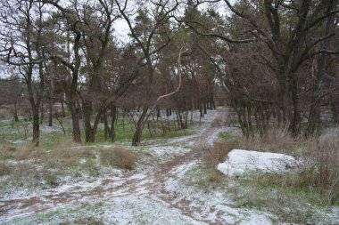 Aralığın ortasında ince bir kar tabakası, eski yeşil çamlar ve koyu kahverengi yapraksız ağaçlarla kaplı küçük bir kış ormanının güzel ve narin doğası. İnce, geniş kumlu yollar, donmuş yeşil çimenler, ağaçların altındaki beyaz kar üzerinde uzanan çam kozalakları..