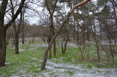 Aralığın ortasında ince bir kar tabakası, eski yeşil çamlar ve koyu kahverengi yapraksız ağaçlarla kaplı küçük bir kış ormanının güzel ve narin doğası. İnce, geniş kumlu yollar, donmuş yeşil çimenler, ağaçların altındaki beyaz kar üzerinde uzanan çam kozalakları..