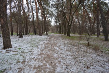 Aralığın ortasında ince bir kar tabakası, eski yeşil çamlar ve koyu kahverengi yapraksız ağaçlarla kaplı küçük bir kış ormanının güzel ve narin doğası. İnce, geniş kumlu yollar, donmuş yeşil çimenler, ağaçların altındaki beyaz kar üzerinde uzanan çam kozalakları..