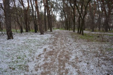 Aralığın ortasında ince bir kar tabakası, eski yeşil çamlar ve koyu kahverengi yapraksız ağaçlarla kaplı küçük bir kış ormanının güzel ve narin doğası. İnce, geniş kumlu yollar, donmuş yeşil çimenler, ağaçların altındaki beyaz kar üzerinde uzanan çam kozalakları..