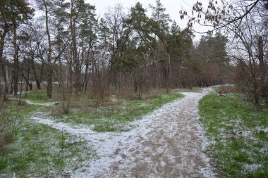 Aralığın ortasında ince bir kar tabakası, eski yeşil çamlar ve koyu kahverengi yapraksız ağaçlarla kaplı küçük bir kış ormanının güzel ve narin doğası. İnce, geniş kumlu yollar, donmuş yeşil çimenler, ağaçların altındaki beyaz kar üzerinde uzanan çam kozalakları..