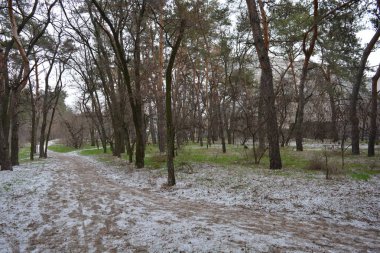 Aralığın ortasında ince bir kar tabakası, eski yeşil çamlar ve koyu kahverengi yapraksız ağaçlarla kaplı küçük bir kış ormanının güzel ve narin doğası. İnce, geniş kumlu yollar, donmuş yeşil çimenler, ağaçların altındaki beyaz kar üzerinde uzanan çam kozalakları..
