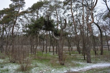 Aralığın ortasında ince bir kar tabakası, eski yeşil çamlar ve koyu kahverengi yapraksız ağaçlarla kaplı küçük bir kış ormanının güzel ve narin doğası. İnce, geniş kumlu yollar, donmuş yeşil çimenler, ağaçların altındaki beyaz kar üzerinde uzanan çam kozalakları..