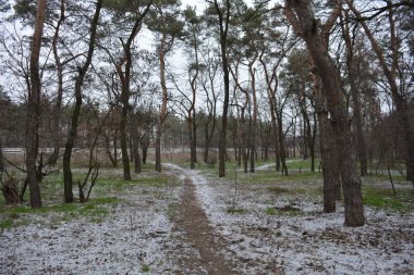 Aralığın ortasında ince bir kar tabakası, eski yeşil çamlar ve koyu kahverengi yapraksız ağaçlarla kaplı küçük bir kış ormanının güzel ve narin doğası. İnce, geniş kumlu yollar, donmuş yeşil çimenler, ağaçların altındaki beyaz kar üzerinde uzanan çam kozalakları..