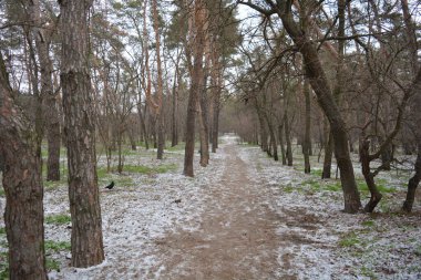 Aralığın ortasında ince bir kar tabakası, eski yeşil çamlar ve koyu kahverengi yapraksız ağaçlarla kaplı küçük bir kış ormanının güzel ve narin doğası. İnce, geniş kumlu yollar, donmuş yeşil çimenler, ağaçların altındaki beyaz kar üzerinde uzanan çam kozalakları..
