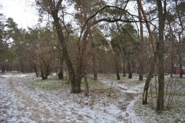 Aralığın ortasında ince bir kar tabakası, eski yeşil çamlar ve koyu kahverengi yapraksız ağaçlarla kaplı küçük bir kış ormanının güzel ve narin doğası. İnce, geniş kumlu yollar, donmuş yeşil çimenler, ağaçların altındaki beyaz kar üzerinde uzanan çam kozalakları..