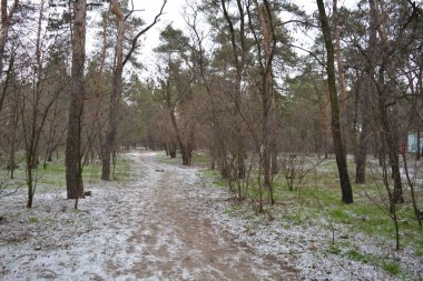 Aralığın ortasında ince bir kar tabakası, eski yeşil çamlar ve koyu kahverengi yapraksız ağaçlarla kaplı küçük bir kış ormanının güzel ve narin doğası. İnce, geniş kumlu yollar, donmuş yeşil çimenler, ağaçların altındaki beyaz kar üzerinde uzanan çam kozalakları..