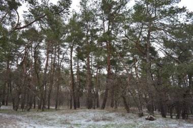 Aralığın ortasında ince bir kar tabakası, eski yeşil çamlar ve koyu kahverengi yapraksız ağaçlarla kaplı küçük bir kış ormanının güzel ve narin doğası. İnce, geniş kumlu yollar, donmuş yeşil çimenler, ağaçların altındaki beyaz kar üzerinde uzanan çam kozalakları..