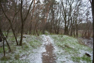 Aralığın ortasında ince bir kar tabakası, eski yeşil çamlar ve koyu kahverengi yapraksız ağaçlarla kaplı küçük bir kış ormanının güzel ve narin doğası. İnce, geniş kumlu yollar, donmuş yeşil çimenler, ağaçların altındaki beyaz kar üzerinde uzanan çam kozalakları..