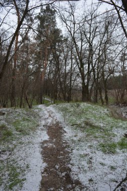 Aralığın ortasında ince bir kar tabakası, eski yeşil çamlar ve koyu kahverengi yapraksız ağaçlarla kaplı küçük bir kış ormanının güzel ve narin doğası. İnce, geniş kumlu yollar, donmuş yeşil çimenler, ağaçların altındaki beyaz kar üzerinde uzanan çam kozalakları..