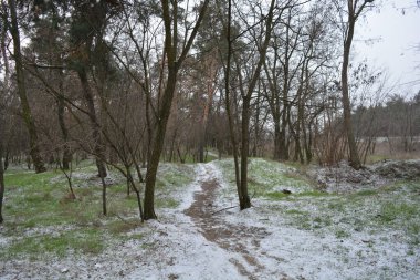 Aralığın ortasında ince bir kar tabakası, eski yeşil çamlar ve koyu kahverengi yapraksız ağaçlarla kaplı küçük bir kış ormanının güzel ve narin doğası. İnce, geniş kumlu yollar, donmuş yeşil çimenler, ağaçların altındaki beyaz kar üzerinde uzanan çam kozalakları..