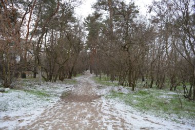 Aralığın ortasında ince bir kar tabakası, eski yeşil çamlar ve koyu kahverengi yapraksız ağaçlarla kaplı küçük bir kış ormanının güzel ve narin doğası. İnce, geniş kumlu yollar, donmuş yeşil çimenler, ağaçların altındaki beyaz kar üzerinde uzanan çam kozalakları..