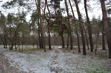 Aralığın ortasında ince bir kar tabakası, eski yeşil çamlar ve koyu kahverengi yapraksız ağaçlarla kaplı küçük bir kış ormanının güzel ve narin doğası. İnce, geniş kumlu yollar, donmuş yeşil çimenler, ağaçların altındaki beyaz kar üzerinde uzanan çam kozalakları..