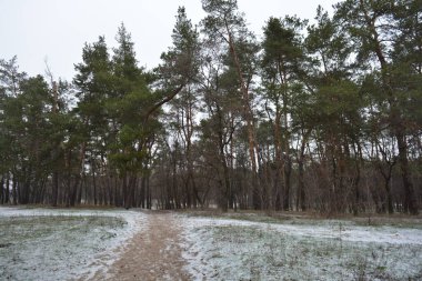 Aralığın ortasında ince bir kar tabakası, eski yeşil çamlar ve koyu kahverengi yapraksız ağaçlarla kaplı küçük bir kış ormanının güzel ve narin doğası. İnce, geniş kumlu yollar, donmuş yeşil çimenler, ağaçların altındaki beyaz kar üzerinde uzanan çam kozalakları..