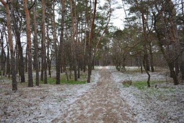 Aralığın ortasında ince bir kar tabakası, eski yeşil çamlar ve koyu kahverengi yapraksız ağaçlarla kaplı küçük bir kış ormanının güzel ve narin doğası. İnce, geniş kumlu yollar, donmuş yeşil çimenler, ağaçların altındaki beyaz kar üzerinde uzanan çam kozalakları..