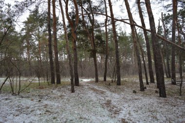 Aralığın ortasında ince bir kar tabakası, eski yeşil çamlar ve koyu kahverengi yapraksız ağaçlarla kaplı küçük bir kış ormanının güzel ve narin doğası. İnce, geniş kumlu yollar, donmuş yeşil çimenler, ağaçların altındaki beyaz kar üzerinde uzanan çam kozalakları..