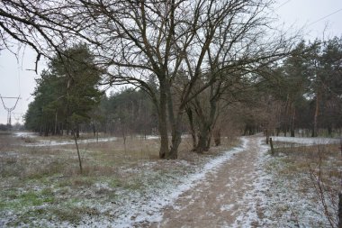 Aralığın ortasında ince bir kar tabakası, eski yeşil çamlar ve koyu kahverengi yapraksız ağaçlarla kaplı küçük bir kış ormanının güzel ve narin doğası. İnce, geniş kumlu yollar, donmuş yeşil çimenler, ağaçların altındaki beyaz kar üzerinde uzanan çam kozalakları..