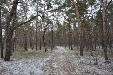 Aralığın ortasında ince bir kar tabakası, eski yeşil çamlar ve koyu kahverengi yapraksız ağaçlarla kaplı küçük bir kış ormanının güzel ve narin doğası. İnce, geniş kumlu yollar, donmuş yeşil çimenler, ağaçların altındaki beyaz kar üzerinde uzanan çam kozalakları..