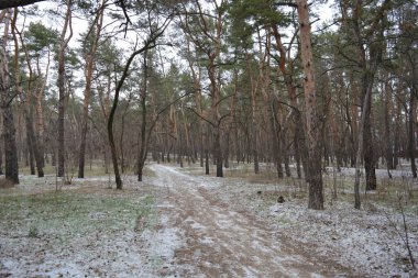 Aralığın ortasında ince bir kar tabakası, eski yeşil çamlar ve koyu kahverengi yapraksız ağaçlarla kaplı küçük bir kış ormanının güzel ve narin doğası. İnce, geniş kumlu yollar, donmuş yeşil çimenler, ağaçların altındaki beyaz kar üzerinde uzanan çam kozalakları..
