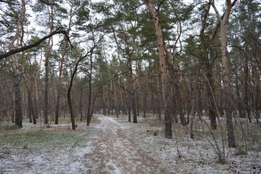 Aralığın ortasında ince bir kar tabakası, eski yeşil çamlar ve koyu kahverengi yapraksız ağaçlarla kaplı küçük bir kış ormanının güzel ve narin doğası. İnce, geniş kumlu yollar, donmuş yeşil çimenler, ağaçların altındaki beyaz kar üzerinde uzanan çam kozalakları..