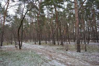 Aralığın ortasında ince bir kar tabakası, eski yeşil çamlar ve koyu kahverengi yapraksız ağaçlarla kaplı küçük bir kış ormanının güzel ve narin doğası. İnce, geniş kumlu yollar, donmuş yeşil çimenler, ağaçların altındaki beyaz kar üzerinde uzanan çam kozalakları..