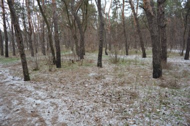 Aralığın ortasında ince bir kar tabakası, eski yeşil çamlar ve koyu kahverengi yapraksız ağaçlarla kaplı küçük bir kış ormanının güzel ve narin doğası. İnce, geniş kumlu yollar, donmuş yeşil çimenler, ağaçların altındaki beyaz kar üzerinde uzanan çam kozalakları..