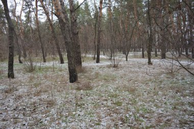 Aralığın ortasında ince bir kar tabakası, eski yeşil çamlar ve koyu kahverengi yapraksız ağaçlarla kaplı küçük bir kış ormanının güzel ve narin doğası. İnce, geniş kumlu yollar, donmuş yeşil çimenler, ağaçların altındaki beyaz kar üzerinde uzanan çam kozalakları..