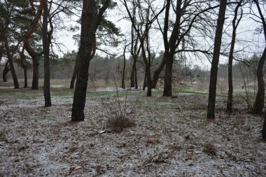 Aralığın ortasında ince bir kar tabakası, eski yeşil çamlar ve koyu kahverengi yapraksız ağaçlarla kaplı küçük bir kış ormanının güzel ve narin doğası. İnce, geniş kumlu yollar, donmuş yeşil çimenler, ağaçların altındaki beyaz kar üzerinde uzanan çam kozalakları..