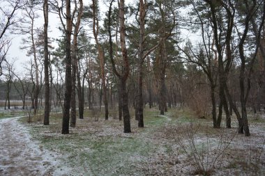 Aralığın ortasında ince bir kar tabakası, eski yeşil çamlar ve koyu kahverengi yapraksız ağaçlarla kaplı küçük bir kış ormanının güzel ve narin doğası. İnce, geniş kumlu yollar, donmuş yeşil çimenler, ağaçların altındaki beyaz kar üzerinde uzanan çam kozalakları..