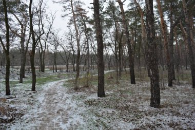Aralığın ortasında ince bir kar tabakası, eski yeşil çamlar ve koyu kahverengi yapraksız ağaçlarla kaplı küçük bir kış ormanının güzel ve narin doğası. İnce, geniş kumlu yollar, donmuş yeşil çimenler, ağaçların altındaki beyaz kar üzerinde uzanan çam kozalakları..