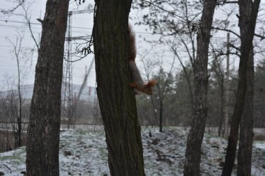 Küçük bir kış masalı, orman sakinleriyle küçük bir ormanın ormanı. Büyük, gri-turuncu bir sincap bir çam ağacının kalın gövdesine tutunur..