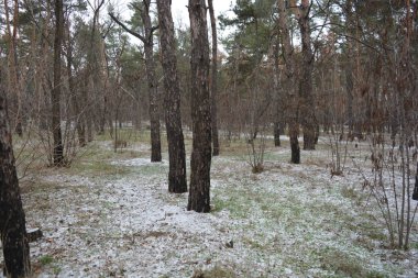 Aralığın ortasında ince bir kar tabakası, eski yeşil çamlar ve koyu kahverengi yapraksız ağaçlarla kaplı küçük bir kış ormanının güzel ve narin doğası. İnce, geniş kumlu yollar, donmuş yeşil çimenler, ağaçların altındaki beyaz kar üzerinde uzanan çam kozalakları..