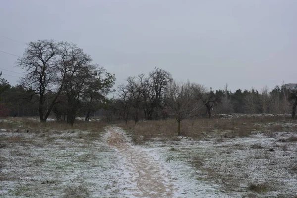 Aralığın ortasında ince bir kar tabakası, eski yeşil çamlar ve koyu kahverengi yapraksız ağaçlarla kaplı küçük bir kış ormanının güzel ve narin doğası. İnce, geniş kumlu yollar, donmuş yeşil çimenler, ağaçların altındaki beyaz kar üzerinde uzanan çam kozalakları..