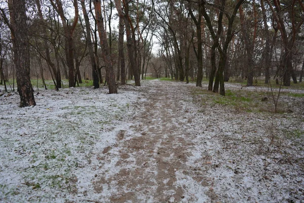 Aralığın ortasında ince bir kar tabakası, eski yeşil çamlar ve koyu kahverengi yapraksız ağaçlarla kaplı küçük bir kış ormanının güzel ve narin doğası. İnce, geniş kumlu yollar, donmuş yeşil çimenler, ağaçların altındaki beyaz kar üzerinde uzanan çam kozalakları..