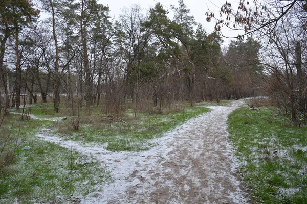 Aralığın ortasında ince bir kar tabakası, eski yeşil çamlar ve koyu kahverengi yapraksız ağaçlarla kaplı küçük bir kış ormanının güzel ve narin doğası. İnce, geniş kumlu yollar, donmuş yeşil çimenler, ağaçların altındaki beyaz kar üzerinde uzanan çam kozalakları..