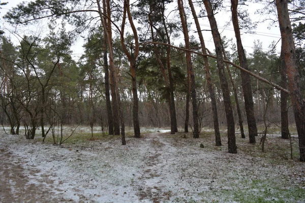 Aralığın ortasında ince bir kar tabakası, eski yeşil çamlar ve koyu kahverengi yapraksız ağaçlarla kaplı küçük bir kış ormanının güzel ve narin doğası. İnce, geniş kumlu yollar, donmuş yeşil çimenler, ağaçların altındaki beyaz kar üzerinde uzanan çam kozalakları..