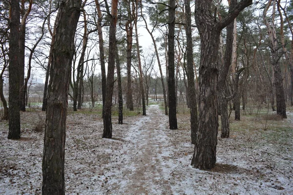 Aralığın ortasında ince bir kar tabakası, eski yeşil çamlar ve koyu kahverengi yapraksız ağaçlarla kaplı küçük bir kış ormanının güzel ve narin doğası. İnce, geniş kumlu yollar, donmuş yeşil çimenler, ağaçların altındaki beyaz kar üzerinde uzanan çam kozalakları..
