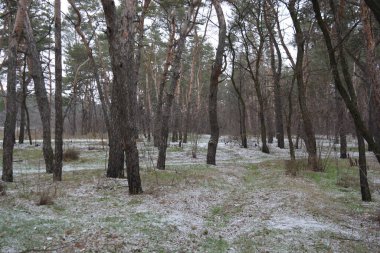 Aralığın ortasında ince bir kar tabakası, eski yeşil çamlar ve koyu kahverengi yapraksız ağaçlarla kaplı küçük bir kış ormanının güzel ve narin doğası. İnce, geniş kumlu yollar, donmuş yeşil çimenler, ağaçların altındaki beyaz kar üzerinde uzanan çam kozalakları..