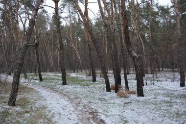 Aralığın ortasında ince bir kar tabakası, eski yeşil çamlar ve koyu kahverengi yapraksız ağaçlarla kaplı küçük bir kış ormanının güzel ve narin doğası. İnce, geniş kumlu yollar, donmuş yeşil çimenler, ağaçların altındaki beyaz kar üzerinde uzanan çam kozalakları..