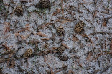 Aralık ayı ortasında büyük, tüylü beyaz kar tanelerinden oluşan güzel, parlak bir orman arkaplanı. Açık kahverengi çam kozalakları, kuru, uzun kahverengi çam iğneleriyle donuk yeşil çimlerle kaplı bir ormanda, ince beyaz kar tabakasıyla uzanır..